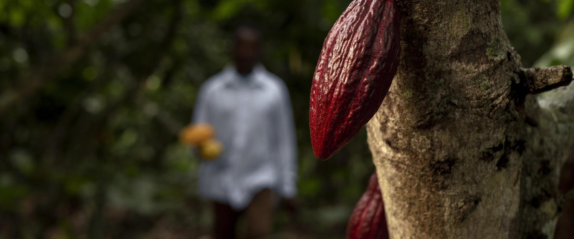 <a href="https://www.freepik.com/free-photo/blurry-man-cocoa-beans-medium-shot_19673459.htm#fromView=search&page=1&position=0&uuid=97ee33b4-f1ed-4957-a51a-fe87a751d104">Image by freepik</a>